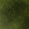 Key - Forest